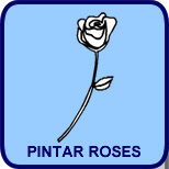 Pintar Roses